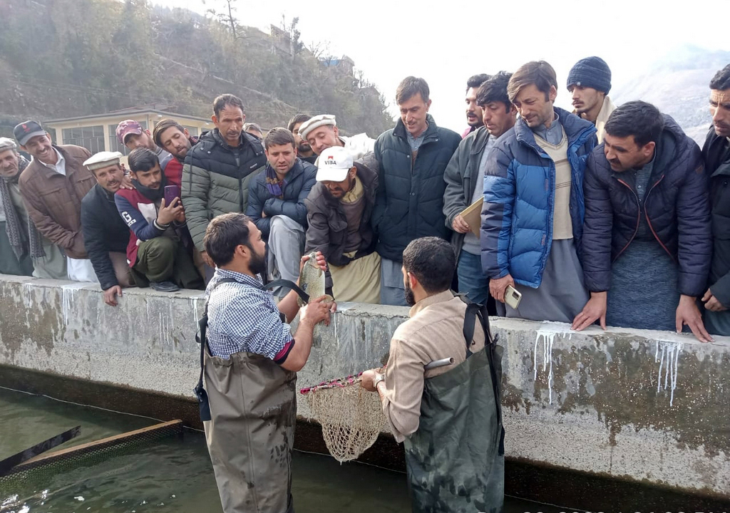SRSP_official's tweet image. #Trout #farming has been #practiced in #KP since 1928 because the province has the best #natural conditions  #SRSP &amp;amp; @PatripStiftung organized 7 days #training program for #26farmers from #Chitral on 'Trout Farming' at the Trout Culture Training Center Madyan Swat