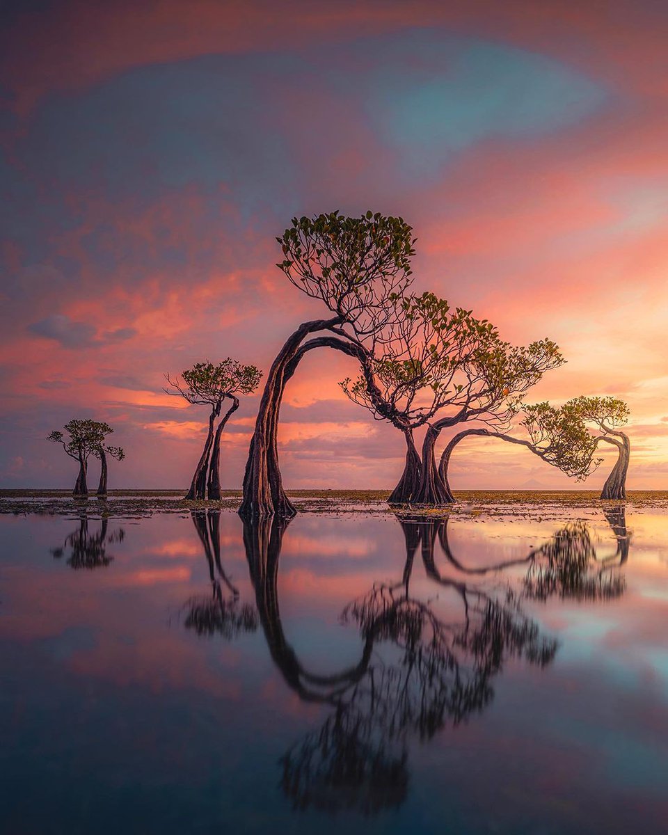 wonderfulid's tweet photo. In Sumba, watch as trees dance gracefully, bowing to the setting sun's embrace. A natural ballet under twilight's glow. 🌅🌳 #WonderfulJourney #WonderfulIndonesia #DancingTrees #SunsetMagic #NaturePerformance 📷 credit: @felgrafelgra https://t.co/OBwNl7Ziau