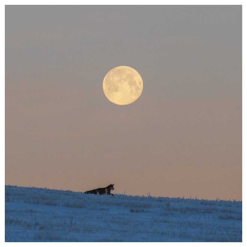 Roger Kristiansen Photography tweet media