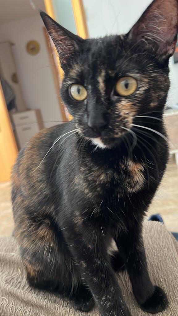 Tomares. Zona Aljamar. Calle Cristina Hoyos
Perdida Holly, gata carey sin chip ni collar. 

¿Alguien la ha visto o la ha recogido?
<a href="/PCTomares/">Protección Civil Tomares</a> <a href="/EmergenciasT/">Emergencias Tomares</a> <a href="/Tomares_es/">Ayuntamiento de Tomares</a>