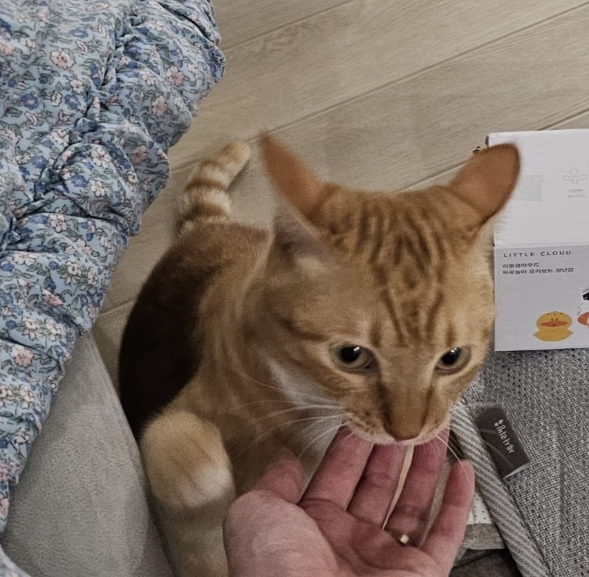 ぴぴたま🍳 tweet media