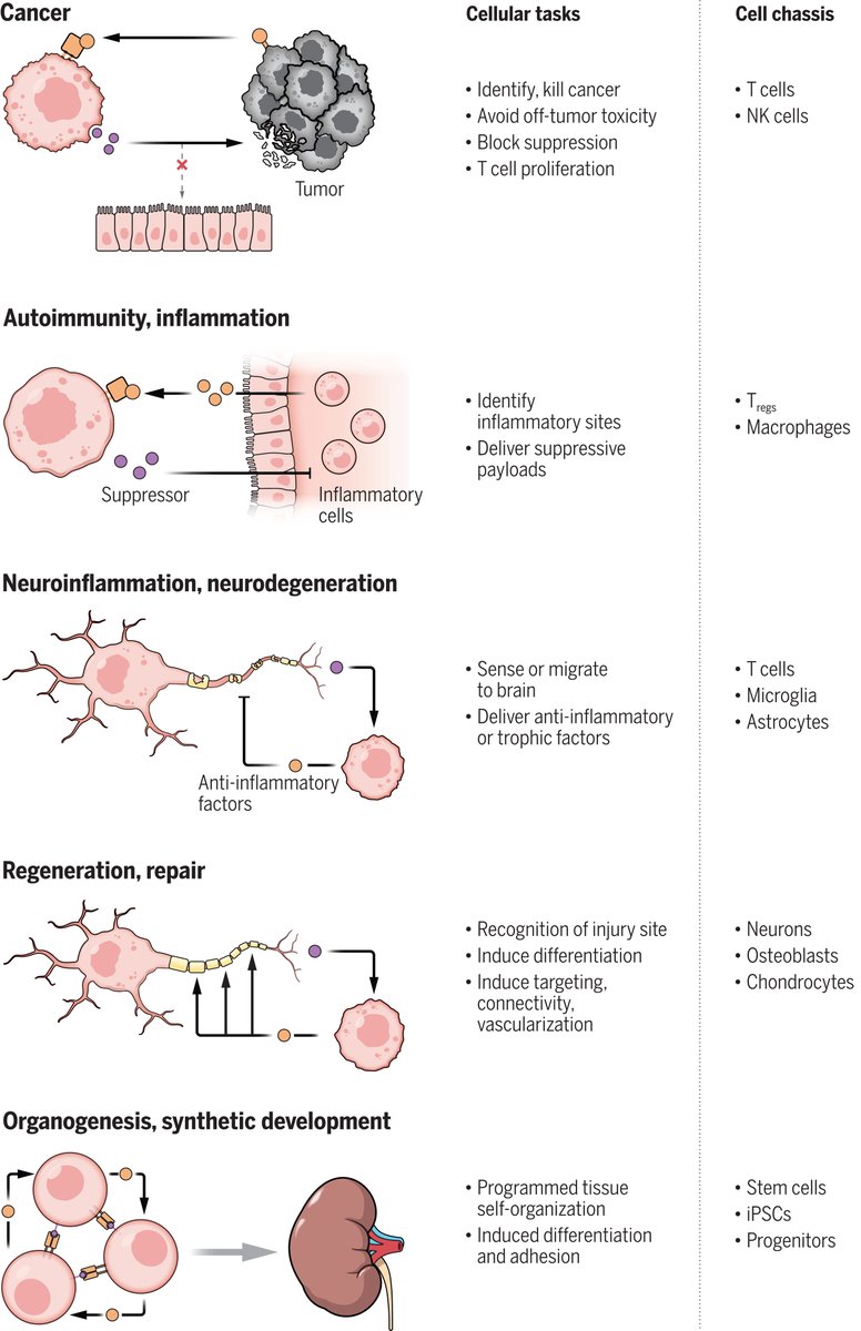 A new era of biological engineering is emerging in which living cells are used as building blocks to address therapeutic challenges. Read more in this #ScienceReview: scim.ag/5kH