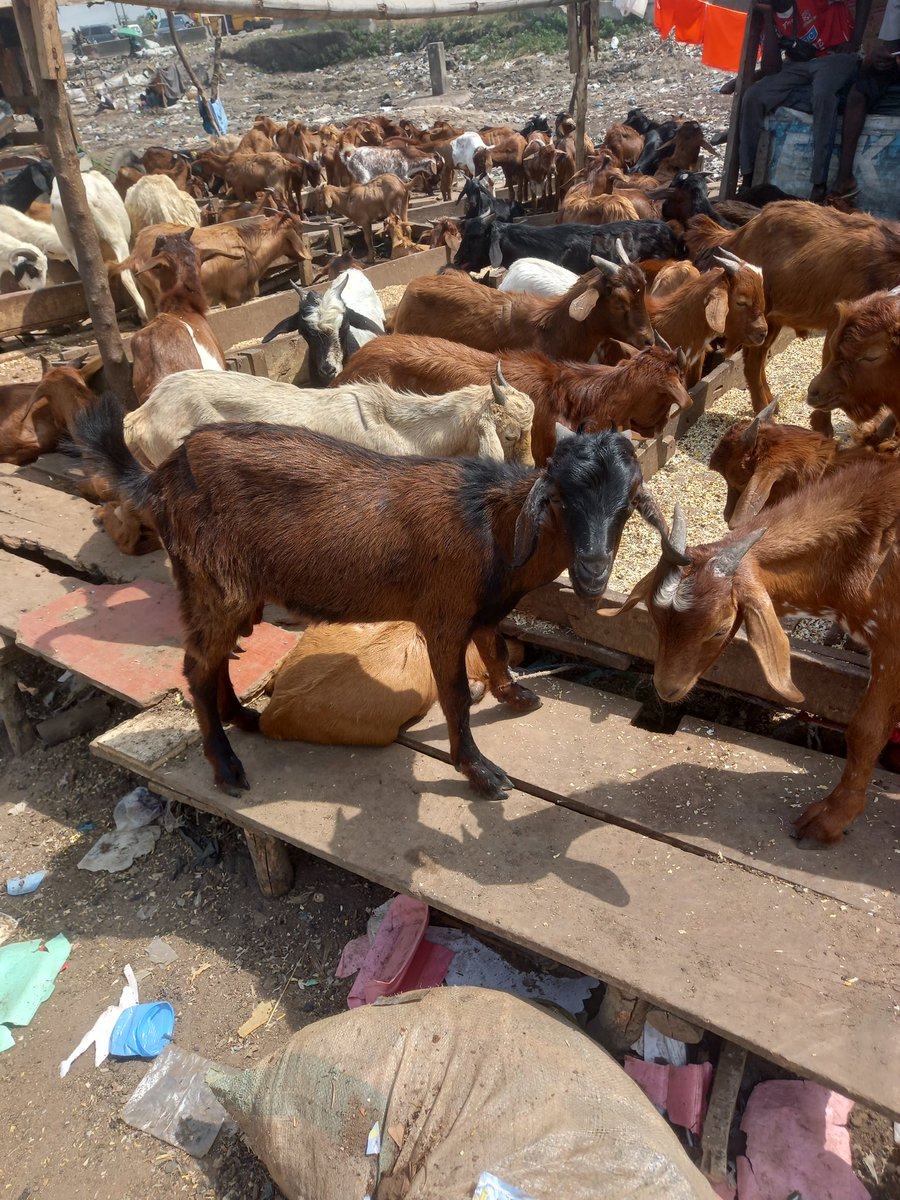 agresoteMeat's tweet photo. Goats are available. 
40k, 50k, 60k

Message AGRESOTE LIVESTOCKS on WhatsApp. https://t.co/ExE23BEtSN https://t.co/oUaiTf9n8J