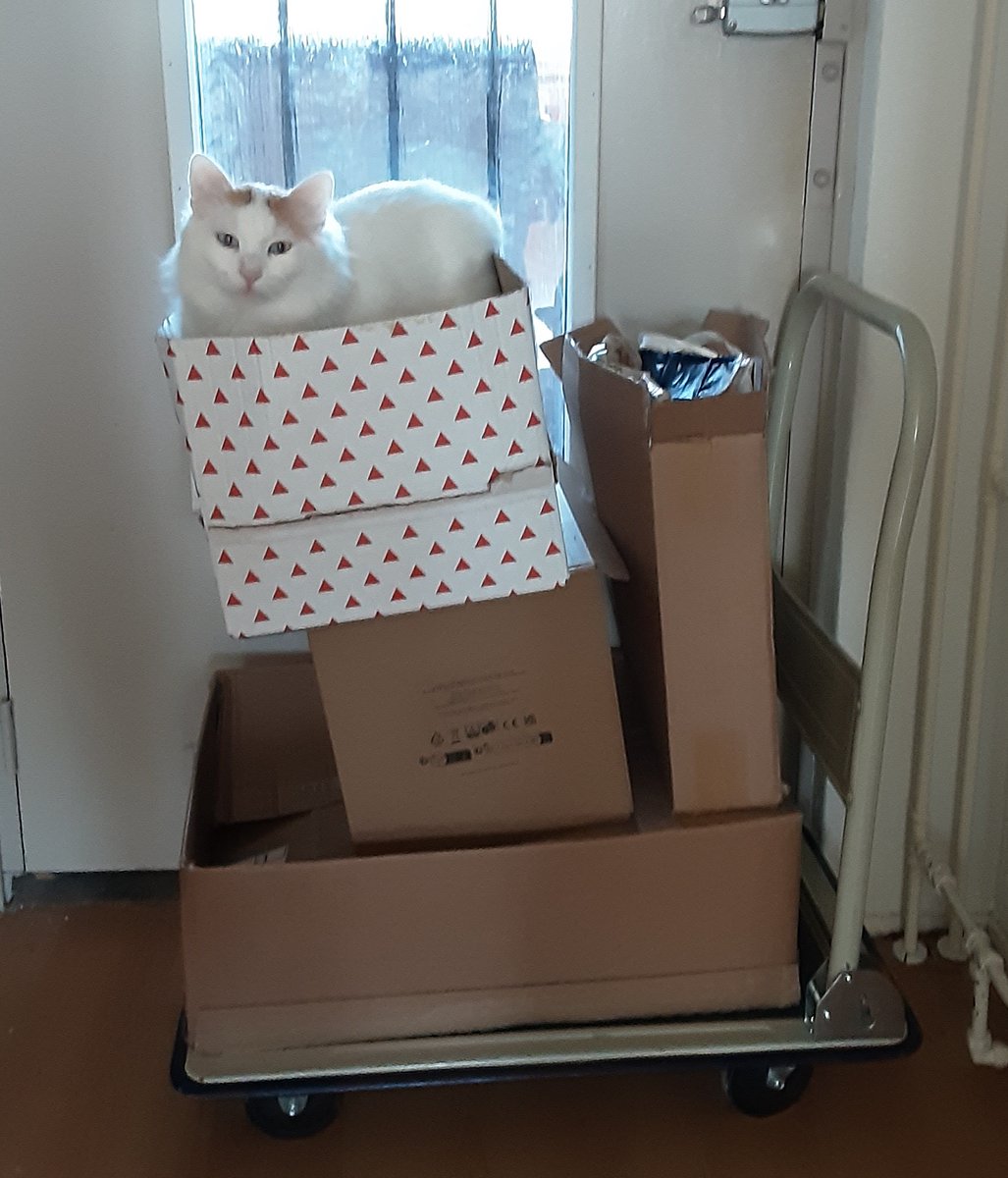 The table box is really going away today. Sit in it for a while. We still don't know if there will be a new box or should we use the bicycle basket?
#catsinboxes #TurkishVanCats #CalicoCrew #CatsOfTwitter