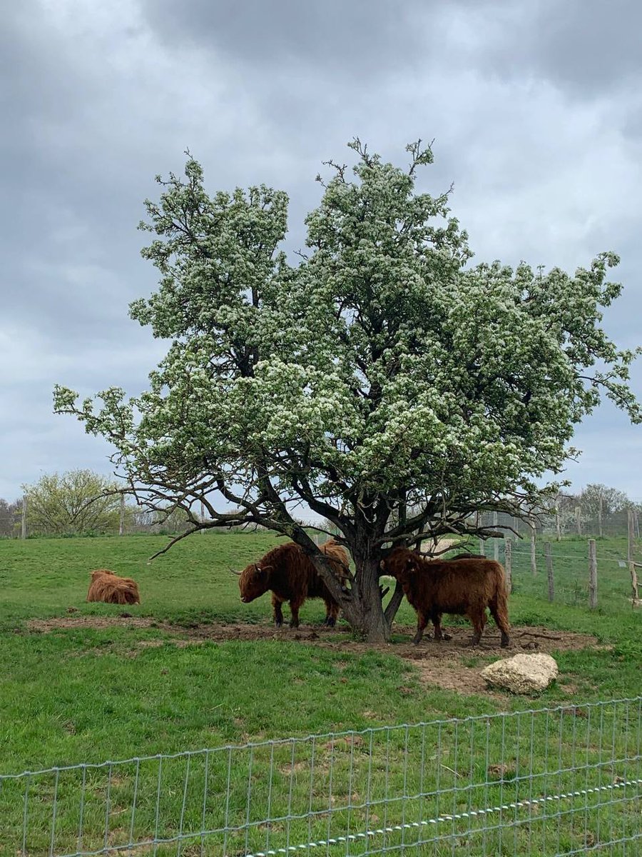 persistentKA's tweet image. 📍Hobbledown Heath, TW14 0HH