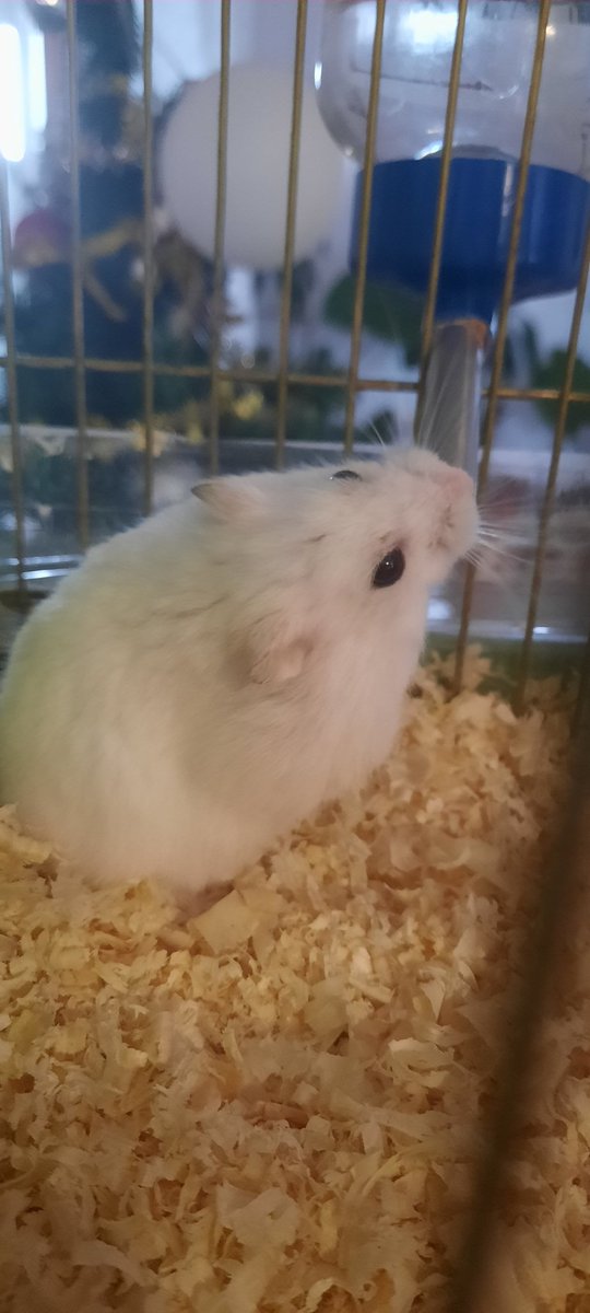 verdantdavid2's tweet photo. @loucivs Done and heres a cute pic of my hamster https://t.co/jAWvxefc8k