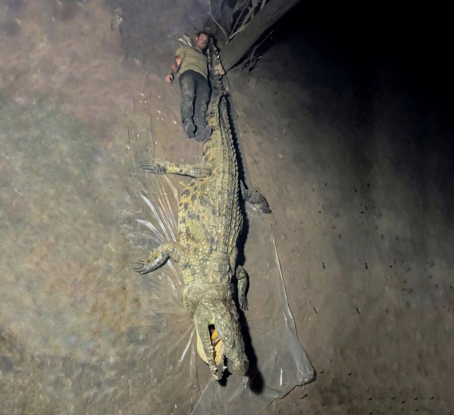 HarryGodfirst's tweet image. Josh Bowmar wanasema huyu ni MAMBA mkubwa kuuwawa kwa kutumia Mshale toka aanze uwindaji. Mamba huyu ameuwawa toka TANZANIA.

Lakini kwa serikali hii ya KIHUNI &amp;amp; KITAPELI inayojali FEDHA zaidi utaletwa ufafanuzi wa hovyo huku watu wameshakunja dola wako kimya. #stoptrophyhunting