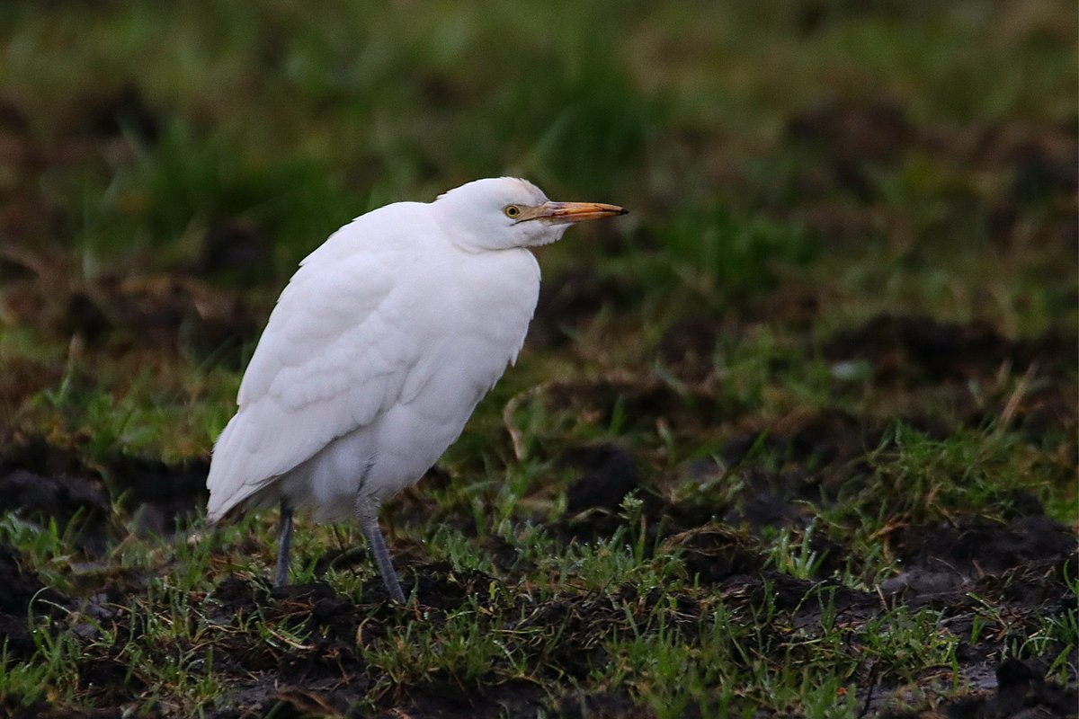 Koereiger in de buurt van Dwingeloo vanmorgen.