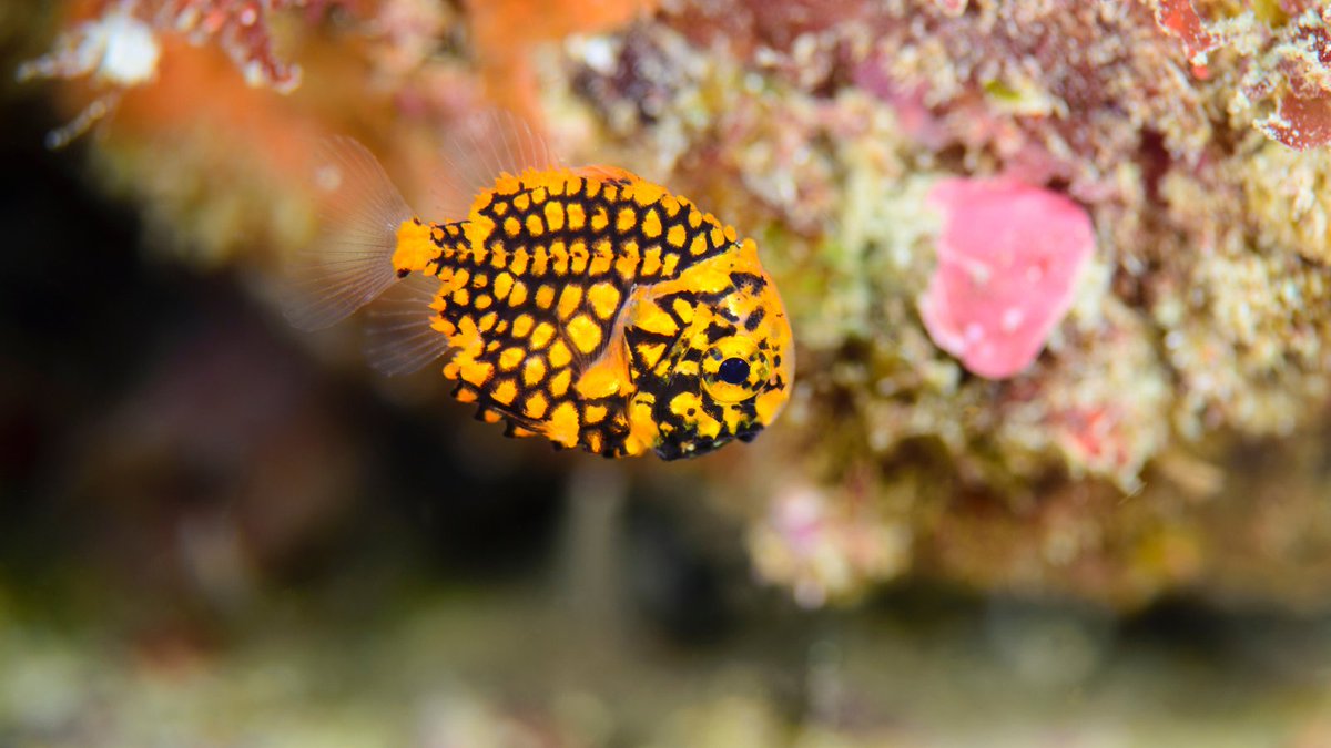 LewisPughFDN's tweet photo. The pinecone fish might just be as prickly as their name suggests... Covered in large, spiny scales, they use their hostile appearance to ward off predators and if that doesn’t scare them, the sharp edge of their fins certainly will! 🌲🐠 #12DaysofMerriment https://t.co/W31UhAYw6y