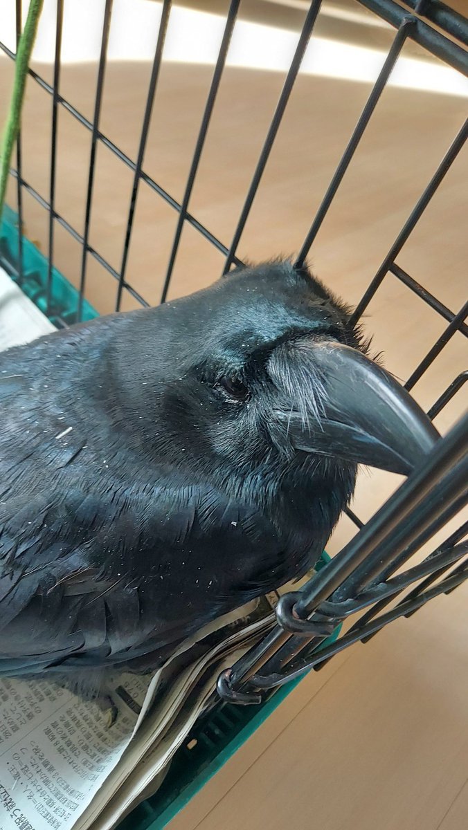 GPtao221's tweet image. 今日は悲しい事に、乗られませんでしたが今日のきなこはバッチリ👌
 #今日のきなこ