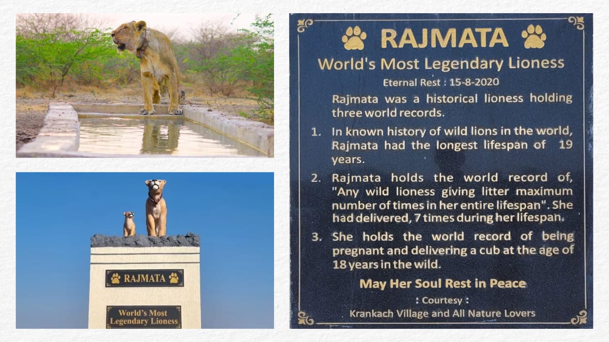Great to see that the longest survived Asiatic lioness - 'Rajmata,' is being honored with a statue in Amreli, #Gujarat. This is indeed one of the unique tributes to 'World's Most Legendary Lioness' across #wildlife. Her contribution to increasing the lion population in #Gir will…
