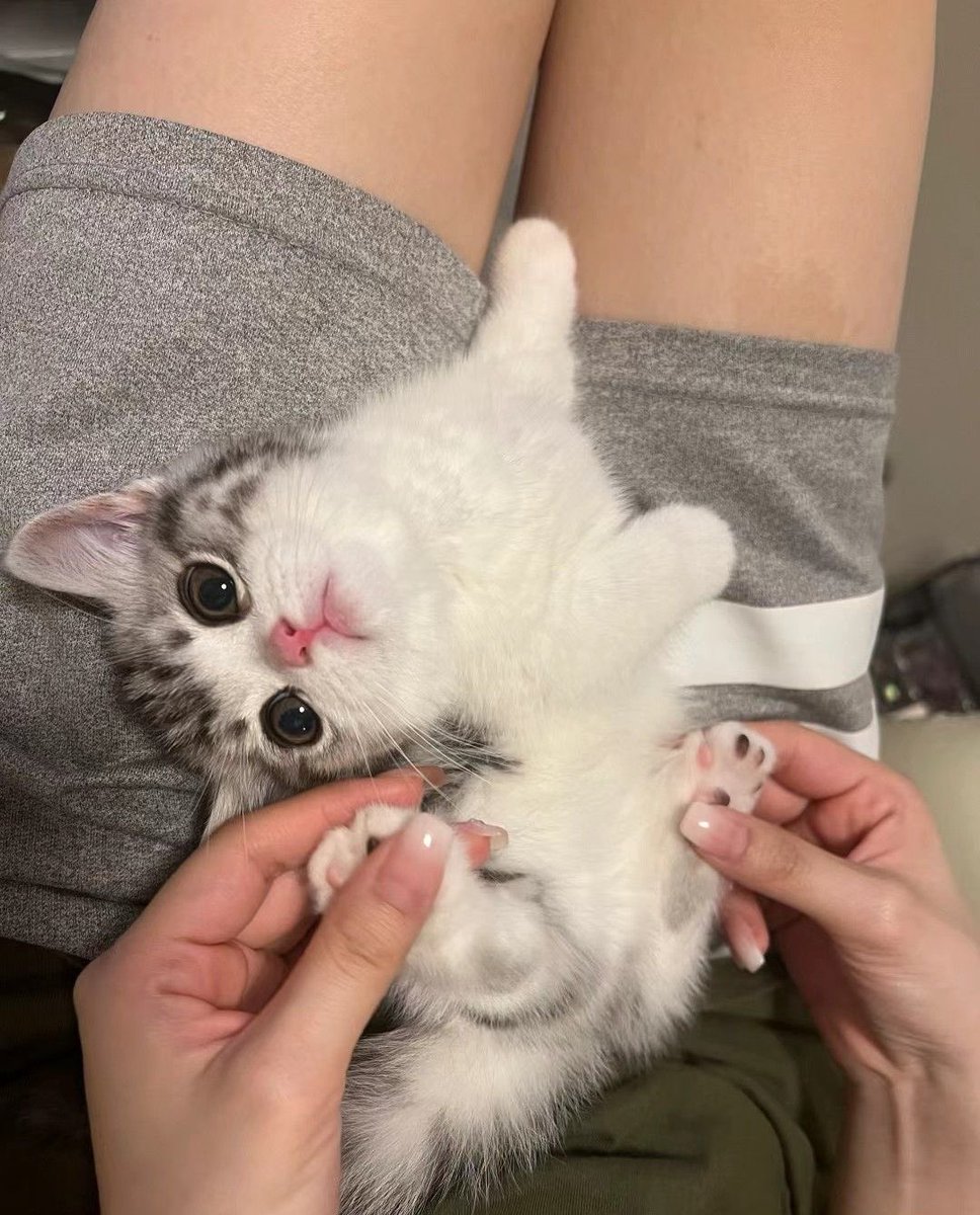 FunnyxCats's tweet photo. https://t.co/t4pru2k9z3