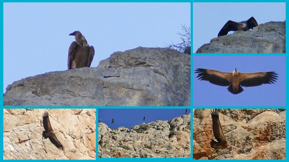 Rob Van Den Berg. tweet media