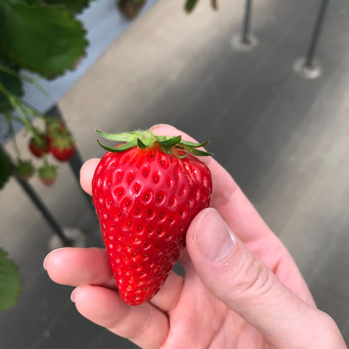 『植物の君』のイチゴの章は、入間市の「いちご園大樹」さんに取材ご協力頂きました🍓
紅ほっぺと章姫、ほんとうに大きくて甘くておいしかった…✨
そして1月から今シーズンのイチゴ狩りスタートとのこと!お近くにお住まいの方はぜひ。おすすめです!!(5月頃まで)
https://t.co/EK7Nlje0tc