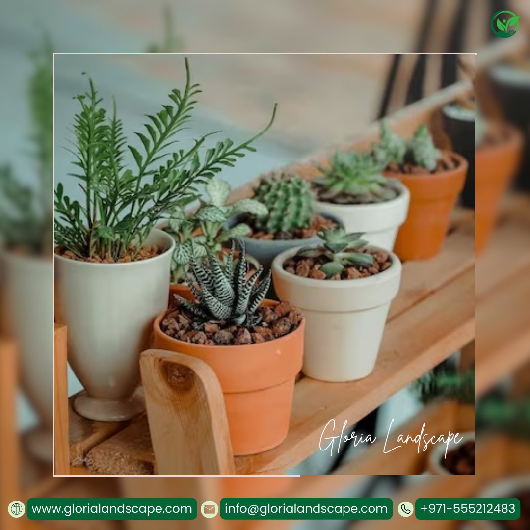 Gloriascape's tweet photo. 🌿✨ Elevate your indoor oasis with our expert plant maintenance services! From meticulous watering routines to specialized care, we ensure your indoor plants thrive. Let us nurture your green companions. For a healthier and happier indoor environment, contact us today! https://t.co/TdWK7MZWC4