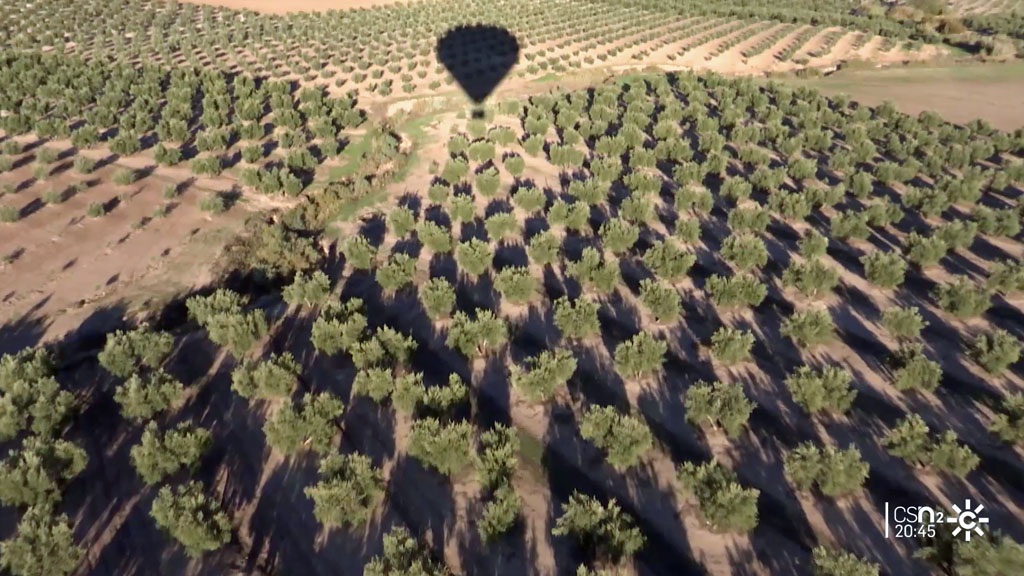 canalsurjaen's tweet photo. Luz verde al expediente de Paisajes del Olivar que evaluará la UNESCO

🌐 https://t.co/Hukqrn9zx8 https://t.co/G7JLkv5GvU