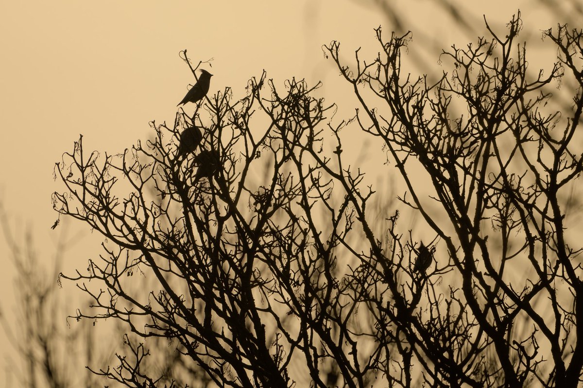 Few more of the waxwings at Pegwell Bay. Lovely to see.