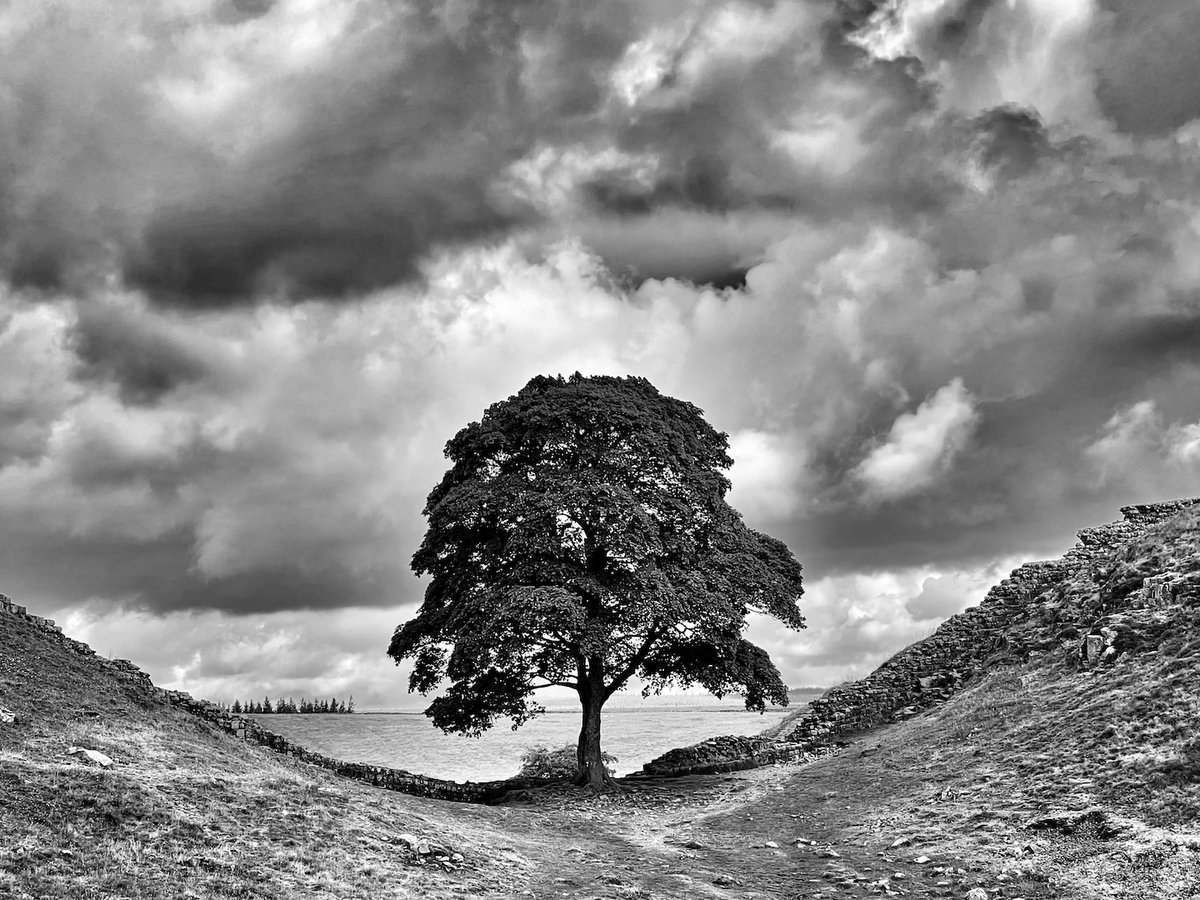 Autumn and winter is the time to prune and pollard trees to keep them healthy. Sadly this autumn we have faced the chopping of mature trees which have been deemed dangerous or diseased. We look at the strong affection we have for trees and how their loss affect us.