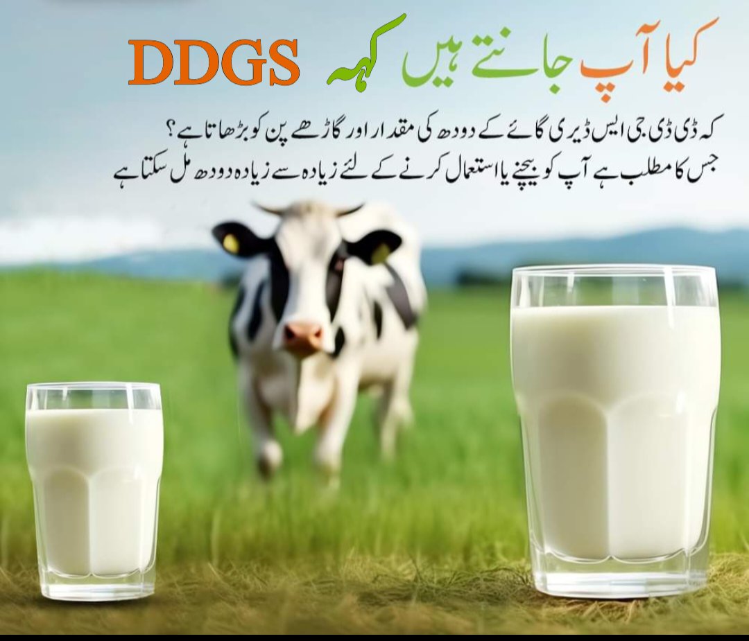 DCFAPakistan's tweet photo. ڈی ڈی جی ایس ڈیری گائے کے دودھ کی مقدار اور گاڑھے پن کو بڑھاتا ہے- جس سے آپ کو بیچنے یا خود کے استعمال کے لئے زیادہ سے زیادہ دودھ مل سکتا ہے-
.
.
.
#ddgs #cowmilking #milktea #animalfeed #dcfapakistan https://t.co/sMYXfrUuNS