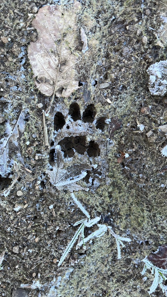 Winter unveils a side of nature that fuels my passion. From frosty landscapes to resilient critters, every cold moment reminds me of our planet's incredible diversity. Let's protect and celebrate our environment, no matter the temp! #EcologistLife #ColdWeatherLove #NatureInWinter