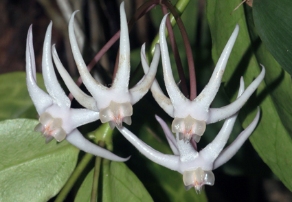 A #newspecies, Hoya honglenae and the first report of H. acuminata and H. phuwuaensis (#Apocynaceae, Asclepiadoideae) in the flora of #Vietnam 
phytotaxa.mapress.com/pt/article/vie… 
#Taxonomy