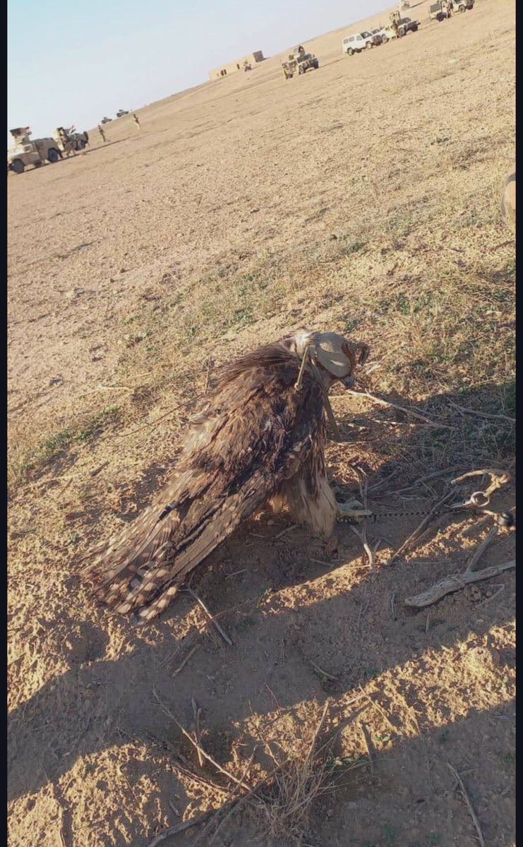 سعود بن مدلول tweet media