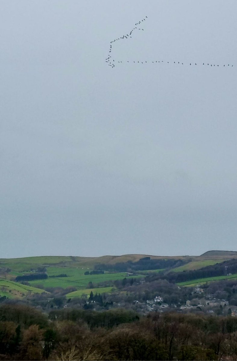 Belated post. A passage of Pink Footed Geese on Christmas day morning over both Buxton & New Mills (Derbyshire) . The micro window of settled weather must have encouraged them to be on the move! Nice to sample a slice of the Norfolk coast at Christmas.