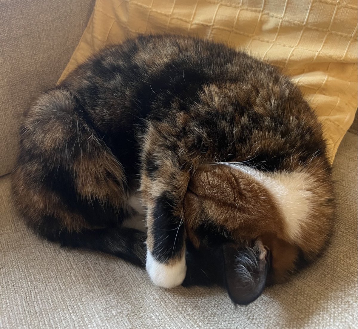 podweed's tweet photo. #ShrimpKitty🍤😽 https://t.co/HPzduAAmL4