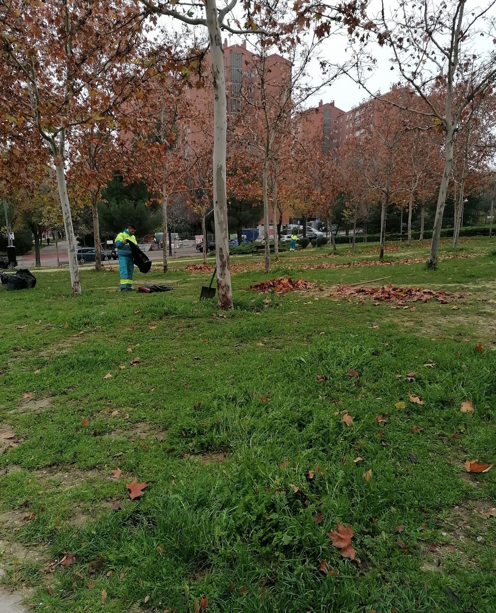 FCC_Equal's tweet photo. 🍂 Nuestros compañeros de FCC Equal trabajan para limpiar y prevenir la acumulación de hojas en parques y jardines, manteniendo así nuestros espacios verdes y canaletas en buen estado.

Os dejamos aquí algunas fotos del antes y después del paso de nuestros equipos. https://t.co/elpGJcT9cU