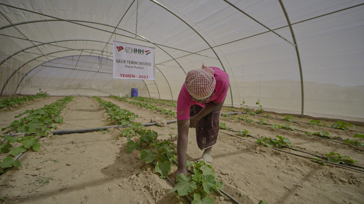 🇾🇪 Yemen’de açtığımız seralar ürün vermeye başladı.😍

Bereketli olsun.🤲