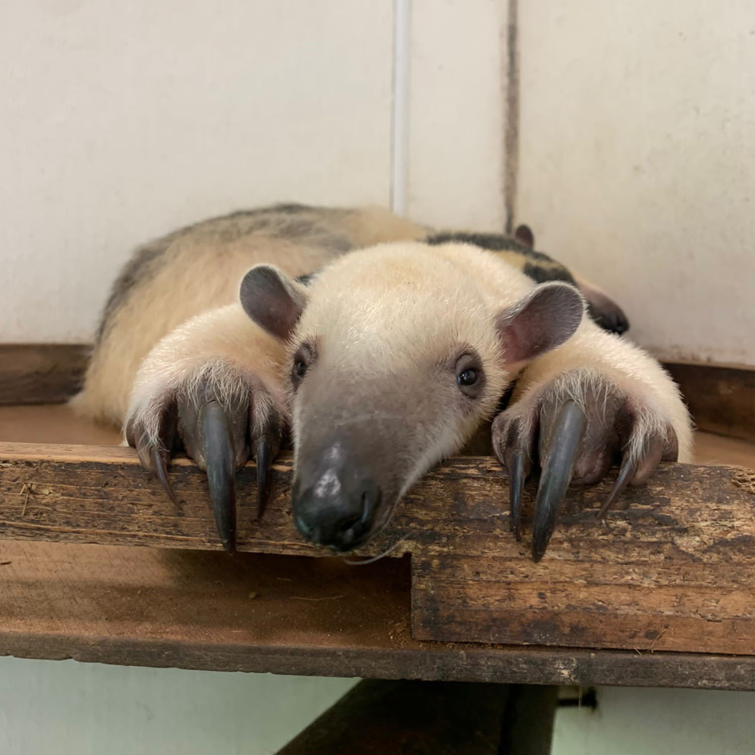 ColchesterZoo's tweet photo. Happy 1st birthday to our little Tamandua, Toby! https://t.co/qe9RLqTvt2