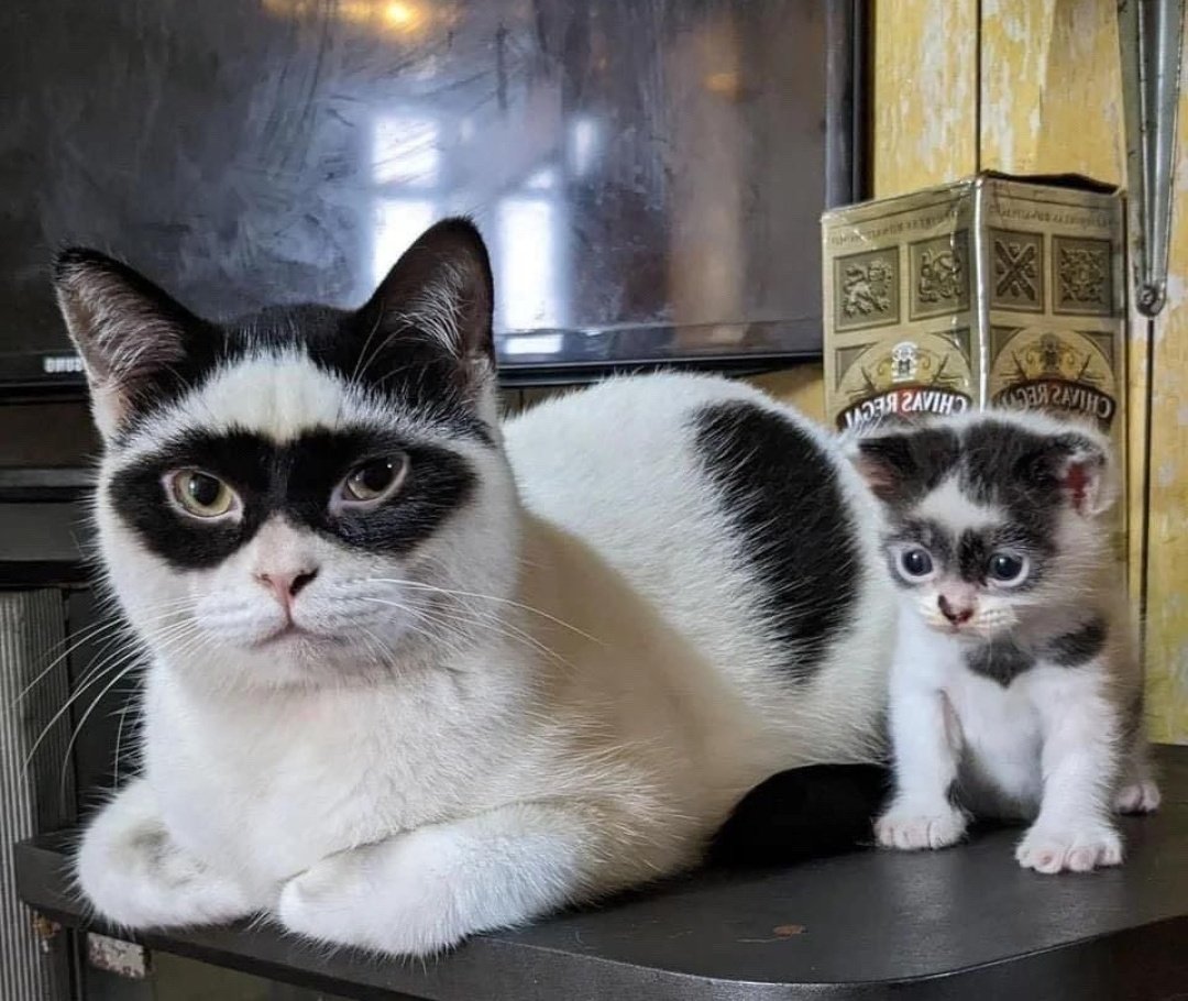 tyomateee2's tweet photo. しっかり親の遺伝子を受け継いでた怪盗子猫 https://t.co/8smZiWkt4N