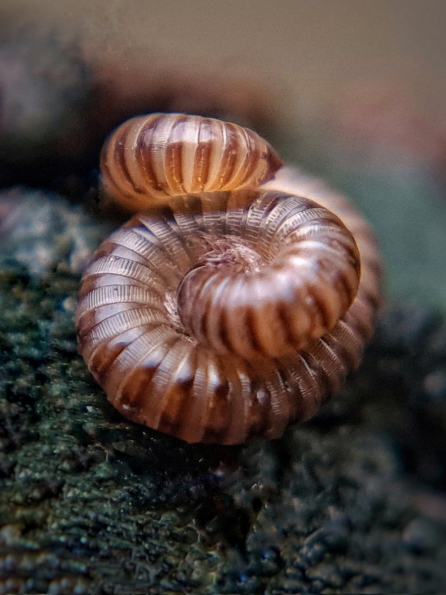 Heel klein en fantastisch opgekruld deze duizendpoot(?) Door een macrolens ontsluit zich een hele wereld #biodiversiteit