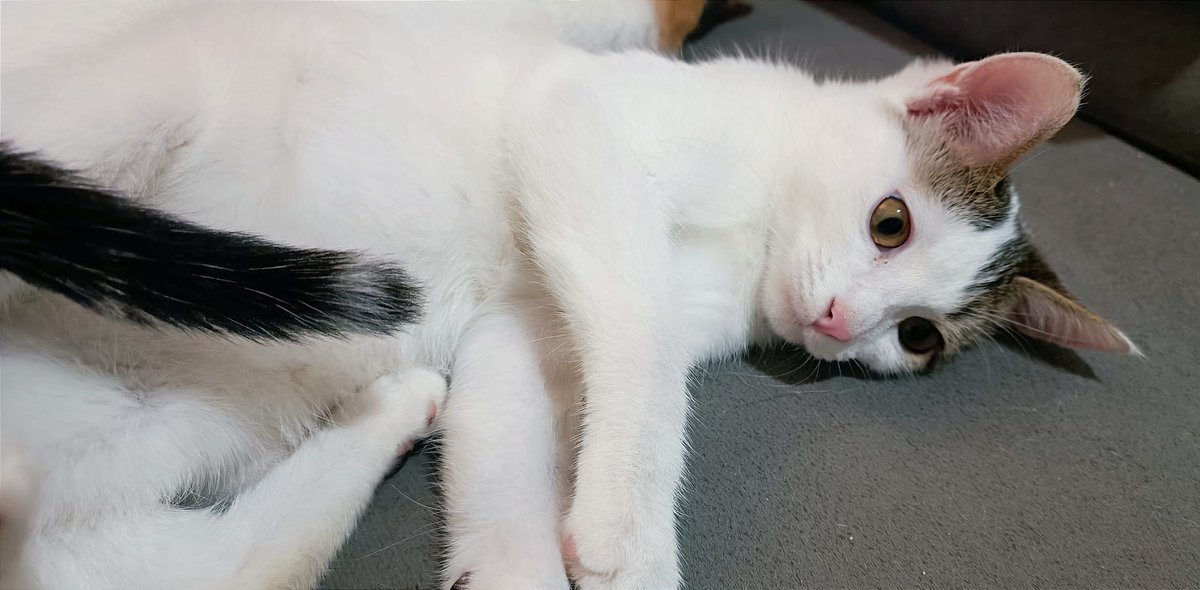 🐱CORAZÓN, MORIN y KIMI en ADOPCIÓN‼️
 3 gatitos buenos, cariñosos y juguetones. Solo se darán en adopción de 2 en 2 o en casas con más gatos o perros.
#ADOPCIÓN #adopta #gatos #gatitos #AdopciónResponsable #AdoptaNoCompres #ACOGIDA #acoge #gato