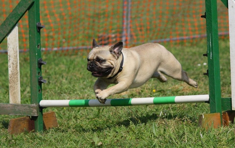 fatimadil1's tweet photo. The 10 Dog Breeds with the Longest Lifespans https://t.co/O3r7qe70vP Breeds, dog, Dogbreeds, Lifespans, Longest, petdog https://t.co/683srY7aSH