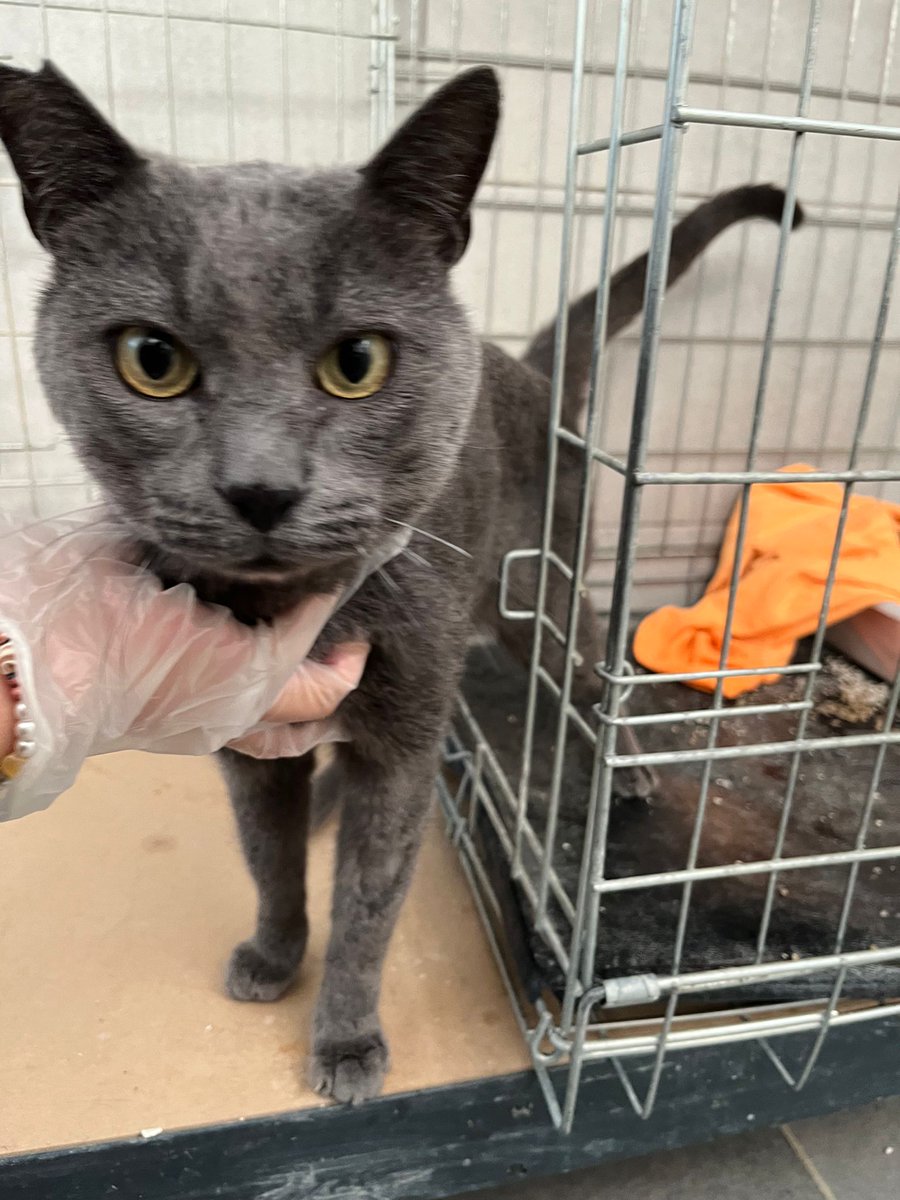 🐱KIEV en ADOPCIÓN‼️
Un precioso cruce de azul ruso muy bueno. Solo quiere mimos, y se lleva bien con todo el mundo. Se merece una familia que le quiera y le cuide para siempre. #ADOPCIÓN #Adopta #gatos #adopcionresponsable #AdoptaNoCompres #acogida #acoge