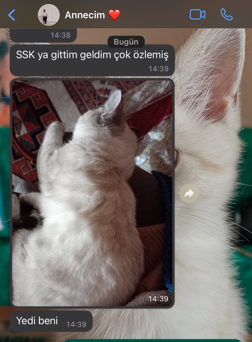 riderolan's tweet photo. 30 yildir eve kedi alalim diye mucadele ettigim annem https://t.co/hgcdqKGtry