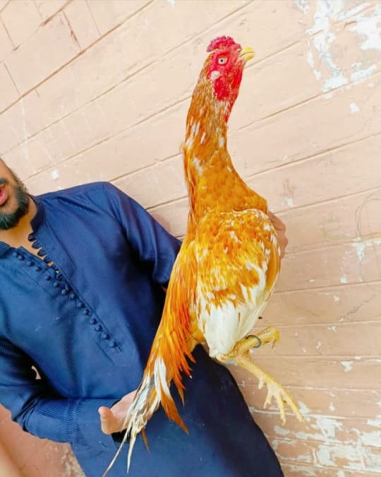 uobirds's tweet photo. #rooster https://t.co/c4i5tdsoS1
