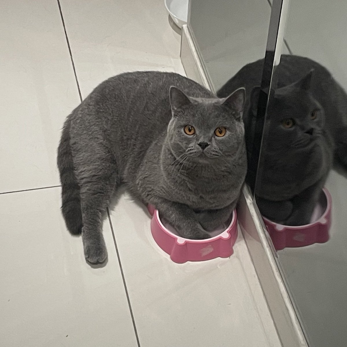 tattyhassan's tweet photo. Sebab kucing lapar. https://t.co/XLITYblsZm