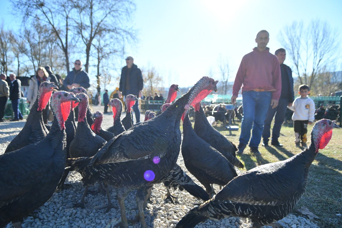 Pjesë e Tregut të Shpendëve🐔 në Baldushk, janë dhe shumë shefa te njohur kuzhine👩🏻‍🍳, të cilët në recetat e tyre kanë ingredient kryesor gjelin e detit🥘

#jumirëpresim
#nëbaldushk
#recetakuzhine
#gjeliidetitpjesëetavolinëssëfundvitit