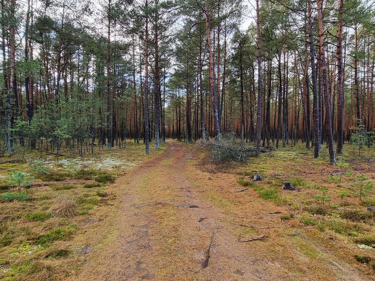 MariuszMachnik's tweet image. &quot;Zimowy&quot; spacer...
#Kaszuby