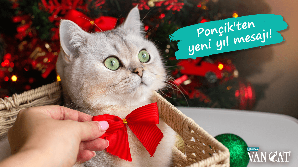 VanCat Türkiye tweet media