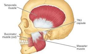 MagnusVigso's tweet photo. Daily reminder to relax/massage your Masseters.

As seen in the picture below the Masseters are connected to your cheekbones, when they are too tight they will pull your cheekbones DOWN https://t.co/eVYP7lHrpX