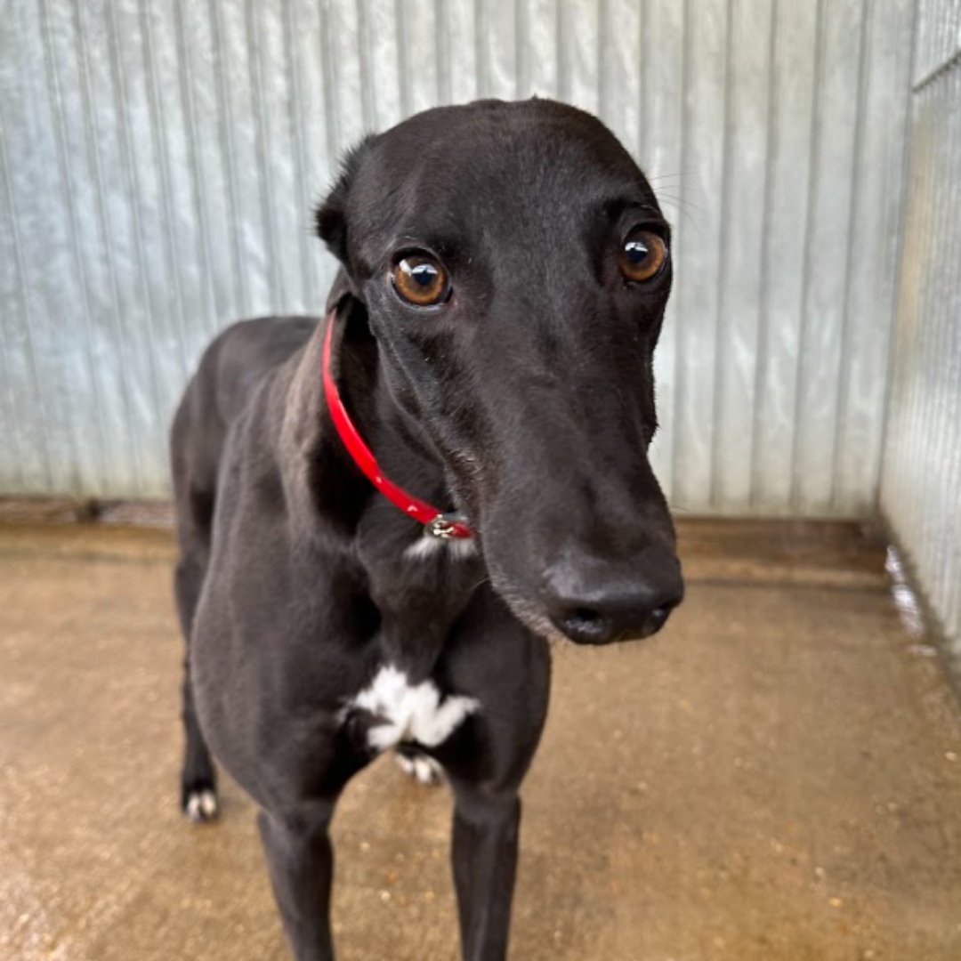 Look at those eyes!! 😍
If you're interested in giving a loving home to our stunning Ellie or any of our other lovely greyhounds, please get in touch with the kennels at 07704 982140.

#AdoptDontShop  #ForeverHomeWanted #PetAdoption #GiveLove #FurryFriends #HomeForEllie