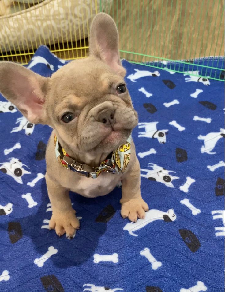 Thefrenchiegang's tweet photo. Cuteness overloaded.......... 🥰🥰🥰❤️❤️❤️
.
.
.
#Frenchie #frenchielover #frenchiemom #FrenchieShore #frenchiebully #ilovemyfrenchie #frenchbulldog #frenchbulldoglover https://t.co/gXeSfag7jE