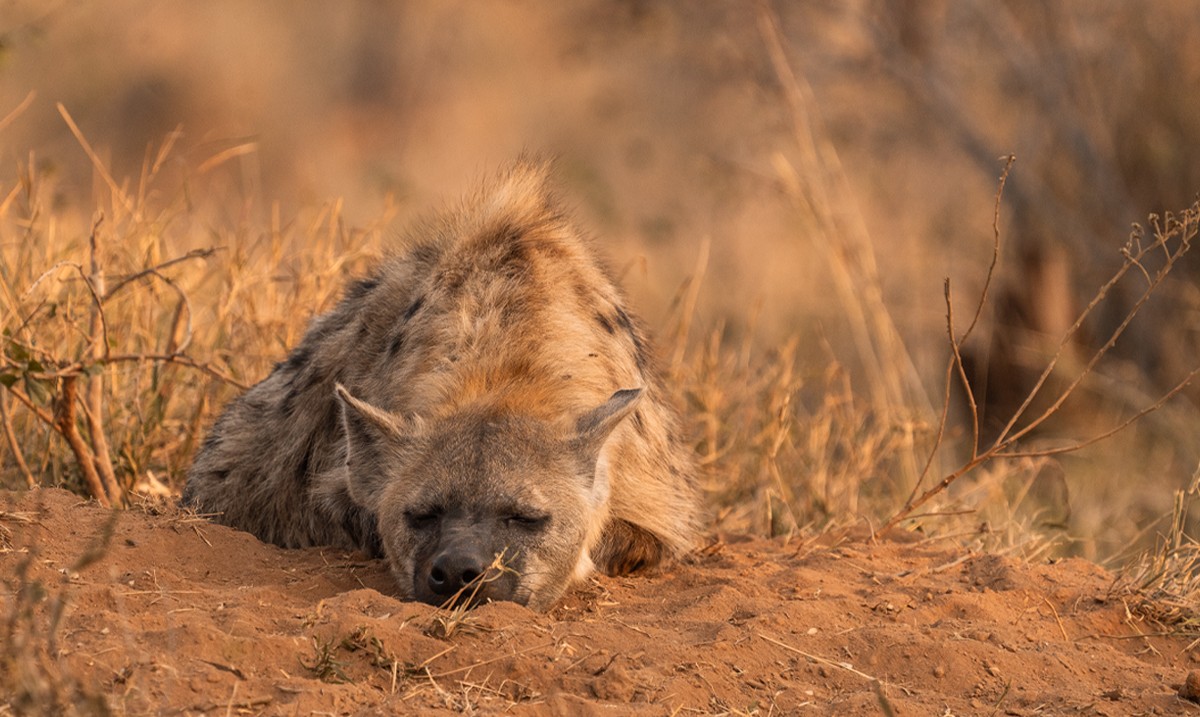 EcoTraining's tweet image. It's just a lazy day out in the wild!! Hyenas are known for their laid-back attitude, so it's no surprise that this one is taking it easy.🍃

📸 Credit: Svenja Stumpe

Whether human or animal, we all enjoy some downtime to rest and rejuvenate. Happy holidays!💃

#EcoTraining