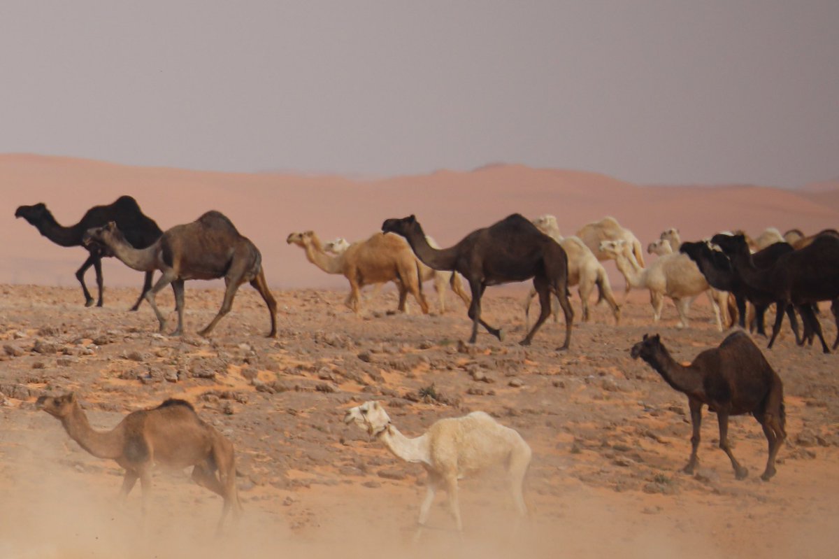 sarialsharari's tweet photo. @CamelClub @alaibilfestival #مهرجان_الملك_عبدالعزيز_للإبل8  #عز_لاهلها https://t.co/3sokDECyWT