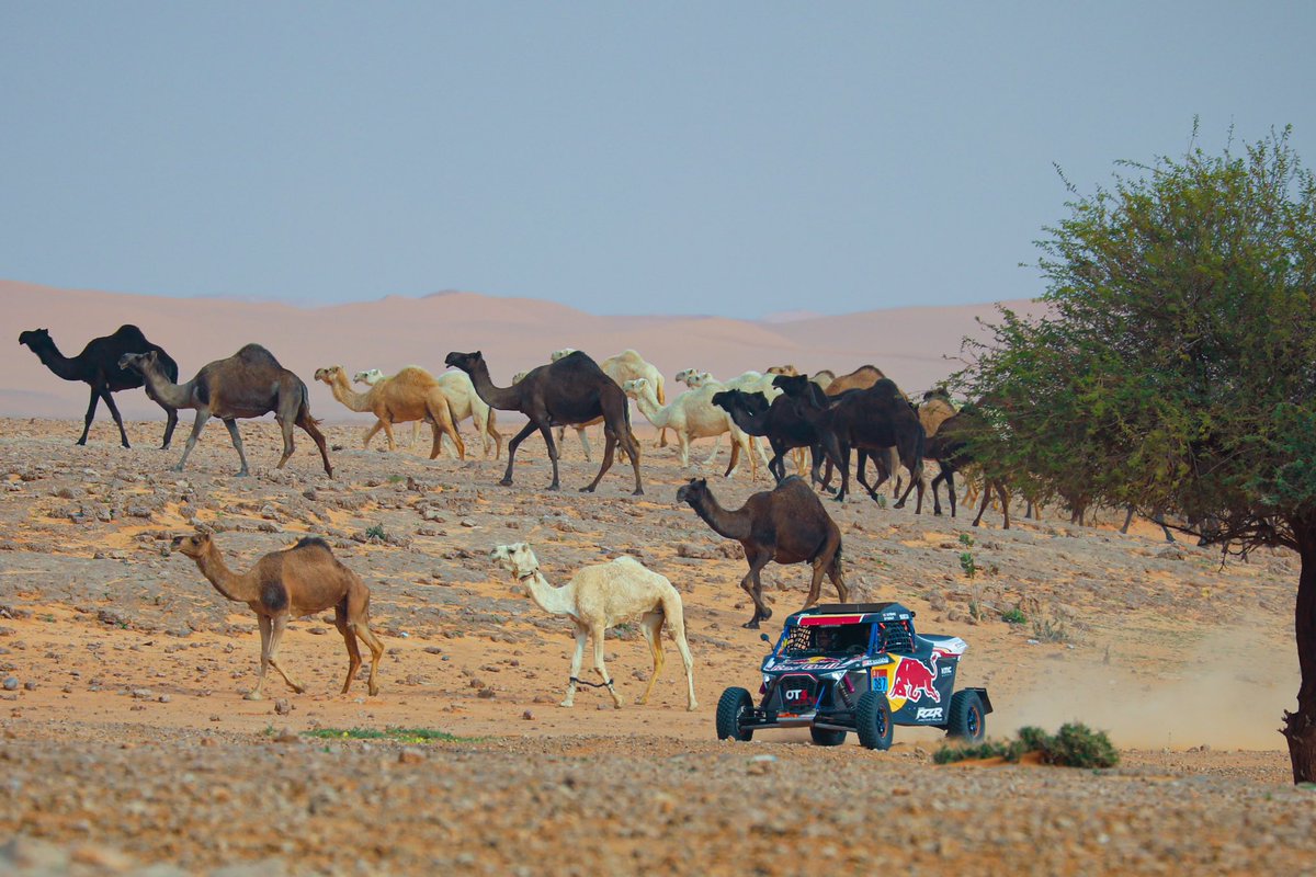 sarialsharari's tweet photo. @CamelClub @alaibilfestival #مهرجان_الملك_عبدالعزيز_للإبل8  #عز_لاهلها https://t.co/3sokDECyWT