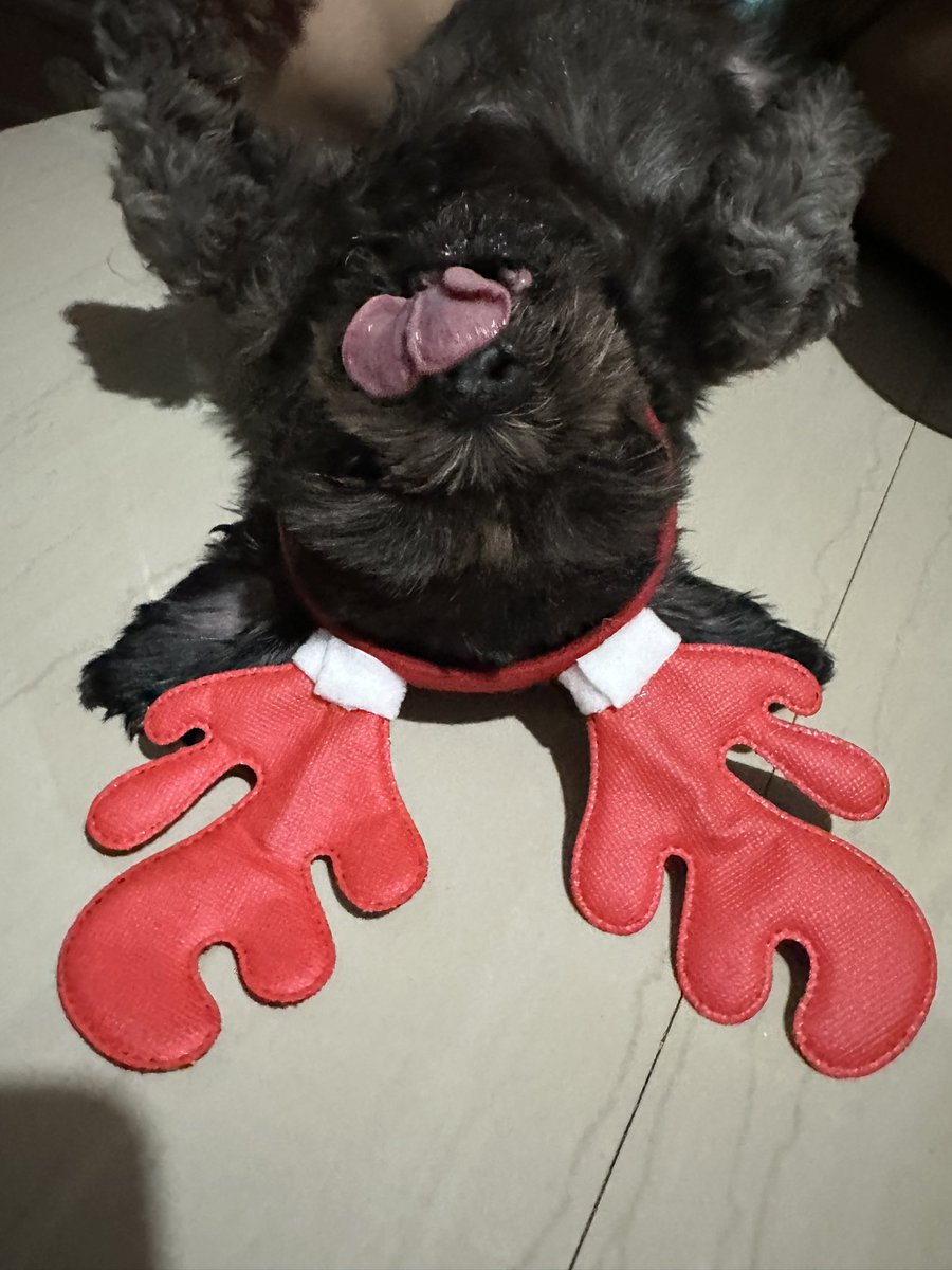 LostKitty31's tweet photo. Buchi 🤍 https://t.co/QTr5ZSxzri