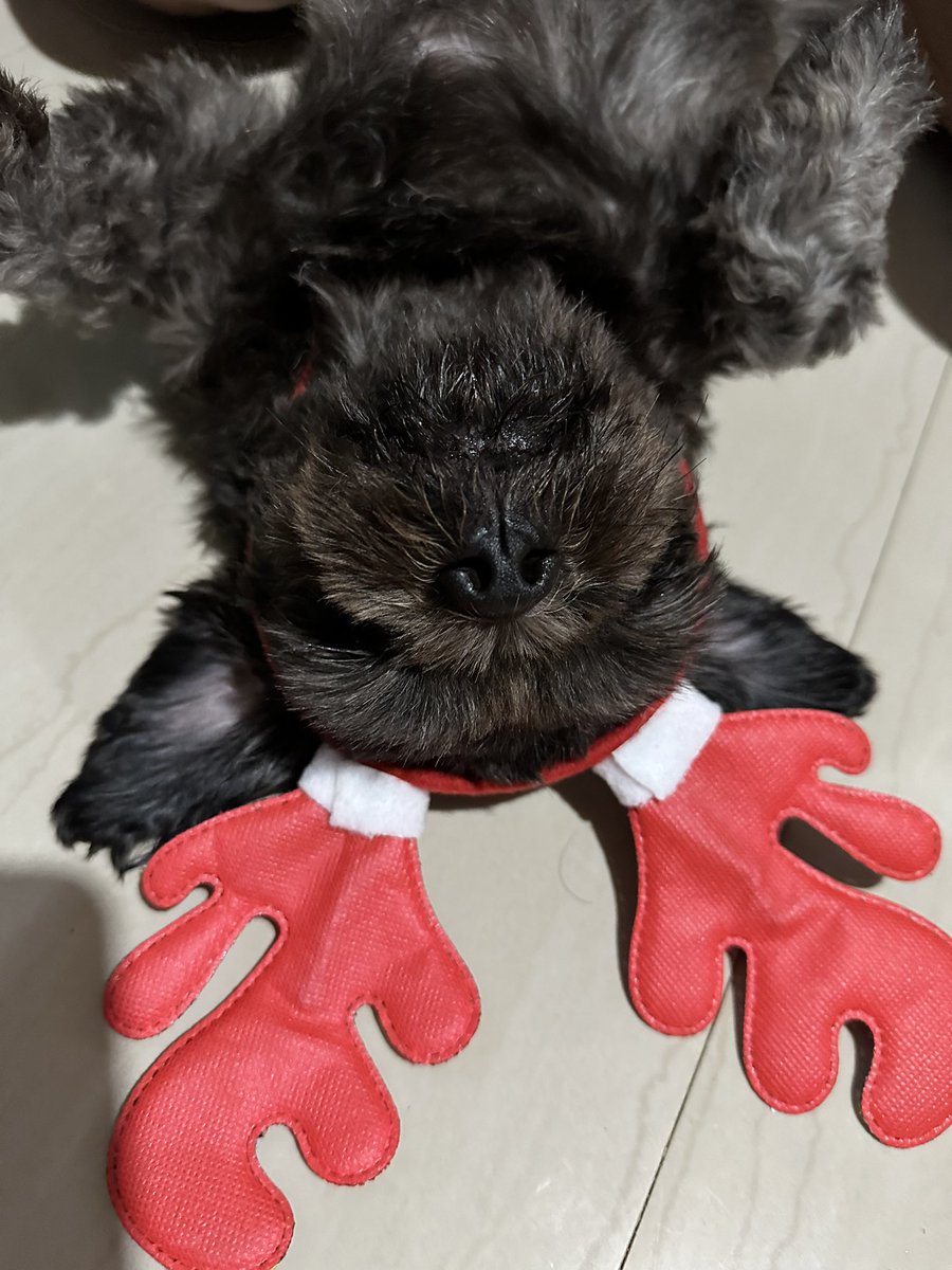 LostKitty31's tweet photo. Buchi 🤍 https://t.co/QTr5ZSxzri